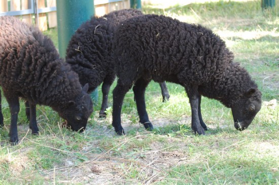 Tiere im Erlebnispark Gänserndorf