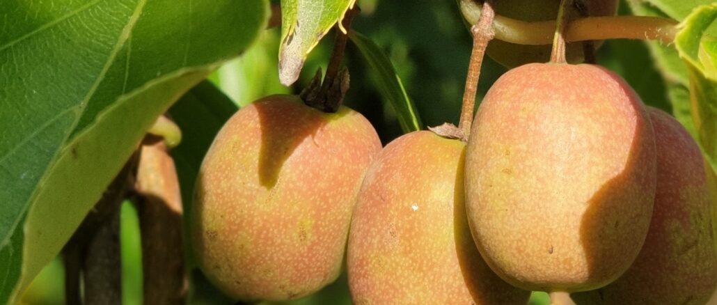 Bio Minikiwis aus dem Marchfeld