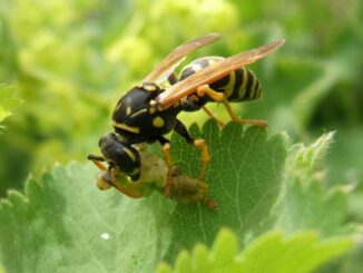 © Margit Holzer, DIE UMWELTBERATUNG