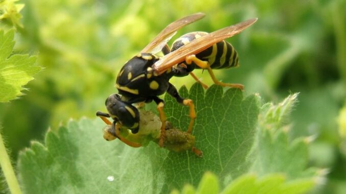 © Margit Holzer, DIE UMWELTBERATUNG