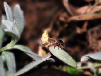 Glühwürmchen auf Blatt © Brigitte Seidl-Brychta DIE UMWELTBERATUNG
