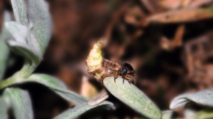 Glühwürmchen auf Blatt © Brigitte Seidl-Brychta DIE UMWELTBERATUNG