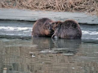 Nationalpark Donau-Auen Zwei Biber am Ufer © Fiala