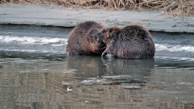 Nationalpark Donau-Auen Zwei Biber am Ufer © Fiala