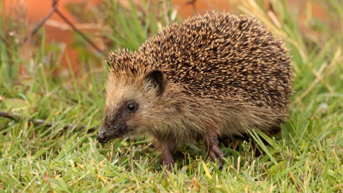 Stachelige Gartenfreunde beschützen