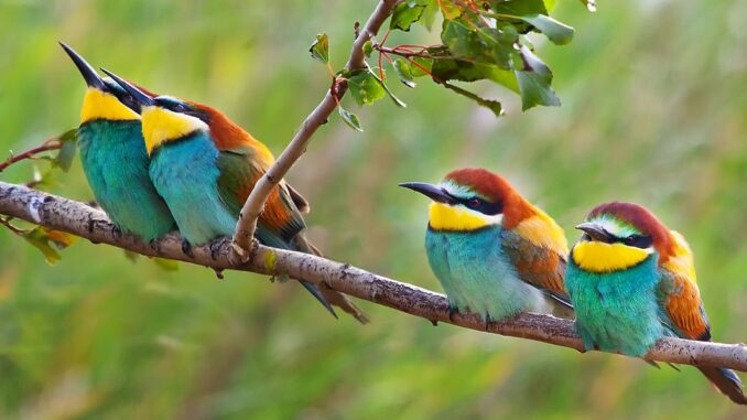 Naturschutzbund will „Vision Grünes Band“ verwirklichen