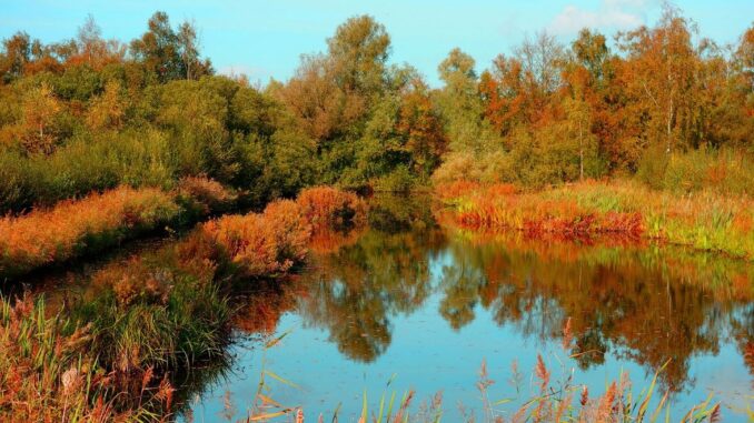 Lebensretter Trittsteinbiotope