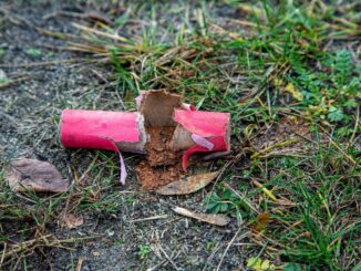 Silvester: WWF fordert Verkaufsverbot von Böllern und Raketen