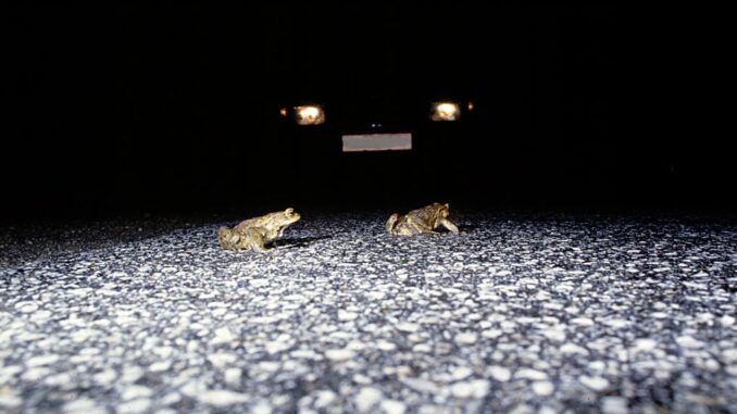 Naturschutzbund sucht Frösche-Retter*innen