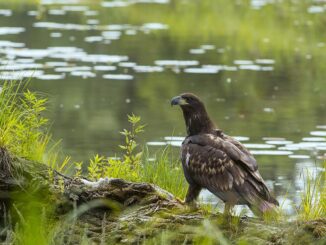 Für Auen sprechen – für Auen handeln: Auendialogforum 2025