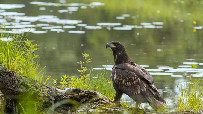 Für Auen sprechen – für Auen handeln: Auendialogforum 2025