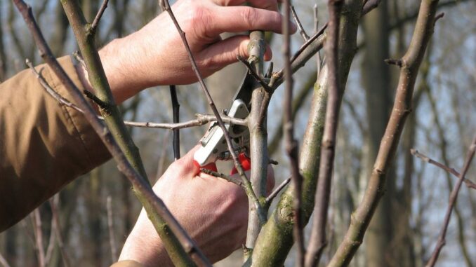 Der Winterschnitt bietet den Vorteil besserer Übersicht als der Sommerschnitt im vollbelaubten Zustand.