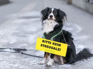 Greenpeace warnt: Massiver Streusalz-Einsatz in Österreich schadet Tieren und Natur