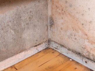 DIE UMWELTBERATUNG gibt Tipps, um Schimmelbefall in den eigenen vier Wänden zu verhindern und vorhandenen Schimmel gesundheitsschonend zu entfernen.