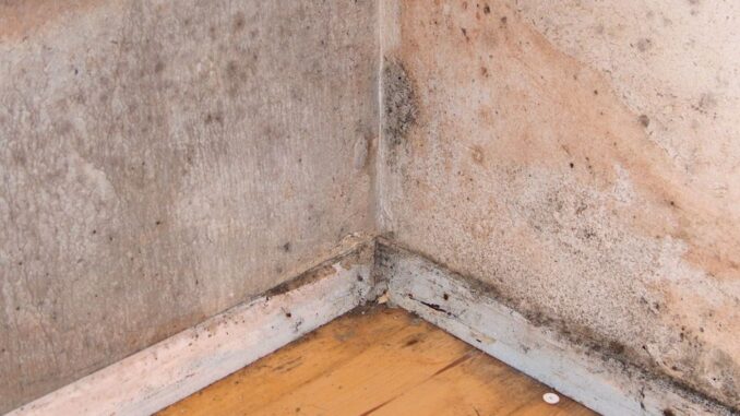 DIE UMWELTBERATUNG gibt Tipps, um Schimmelbefall in den eigenen vier Wänden zu verhindern und vorhandenen Schimmel gesundheitsschonend zu entfernen.