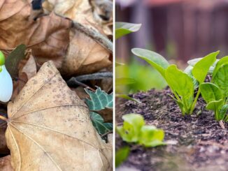 Gärtnern im Takt der Natur – Was haben Schneeglöckchen mit der Aussaat von Spinat zu tun?