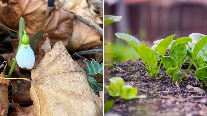 Gärtnern im Takt der Natur – Was haben Schneeglöckchen mit der Aussaat von Spinat zu tun?