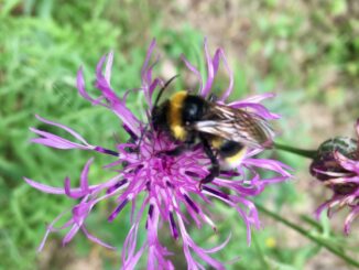 Jetzt Wildbienen unterstützen: 11 Tipps