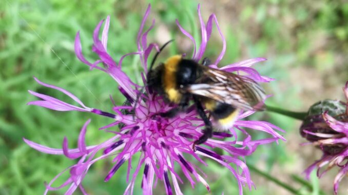 Jetzt Wildbienen unterstützen: 11 Tipps