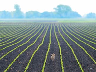 Bodenlos? Der schwindende Schatz unter unseren Füßen