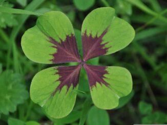 Die Art Glücksklee, die man insbesondere zum Jahreswechsel gerne im Handel findet, gehört zur Gattung des Sauerklees, und ist kein echter Klee der Gattung Trifolium.