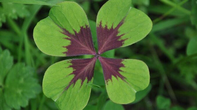 Die Art Glücksklee, die man insbesondere zum Jahreswechsel gerne im Handel findet, gehört zur Gattung des Sauerklees, und ist kein echter Klee der Gattung Trifolium.