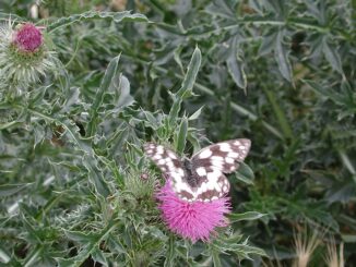 Wieso ein perfekt gepflegter Garten der Natur widerspricht