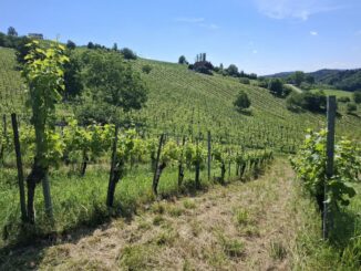 Naturschutz im Weingarten: Ganze Winzer machen halbe-halbe