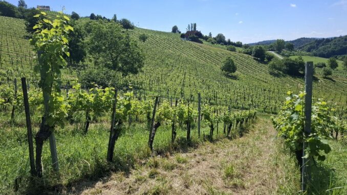 Naturschutz im Weingarten: Ganze Winzer machen halbe-halbe