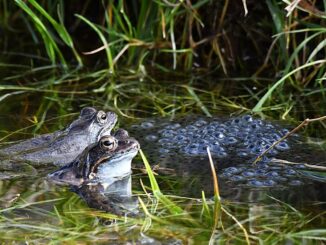 Amphibien gehören zu den gefährdetsten Artengruppen weltweit. Auch bei uns in Europa sind ihre Bestände stark am Abnehmen. Neben dem Straßenverkehr und der Lebensraumzerstörung – die größten Bedrohungen für unsere heimischen Lurche – lauern auch im eigenen Garten Gefahren, die wenigen bewusst sind.