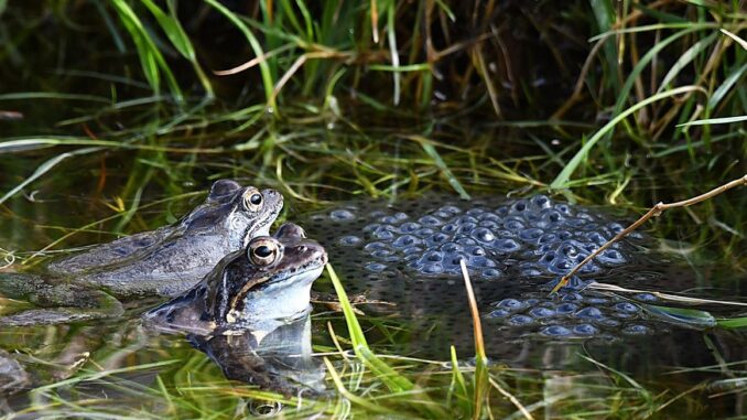 Amphibien gehören zu den gefährdetsten Artengruppen weltweit. Auch bei uns in Europa sind ihre Bestände stark am Abnehmen. Neben dem Straßenverkehr und der Lebensraumzerstörung – die größten Bedrohungen für unsere heimischen Lurche – lauern auch im eigenen Garten Gefahren, die wenigen bewusst sind.