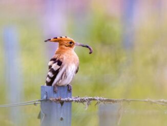 „Wir wollen die ‚Brutvogel-Punks‘ zurück“