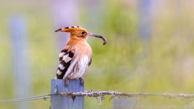 „Wir wollen die ‚Brutvogel-Punks‘ zurück“