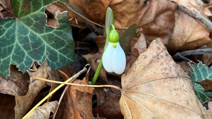 „Natur im Garten“ Lauf – „Schritt für Schritt klimafit!“