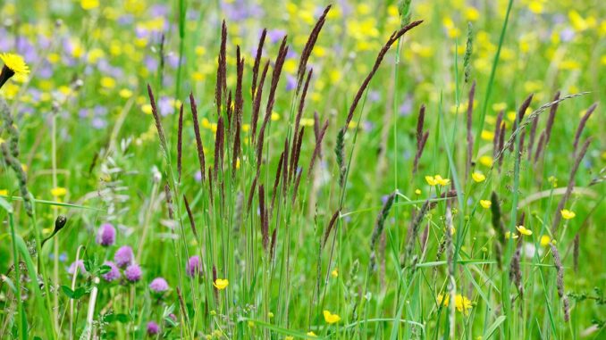 Schützen, was uns schützt – Artenvielfalt beobachten, erfassen und erhalten