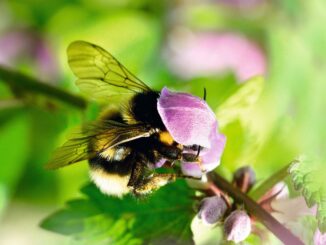 Wildbiene, oder was?