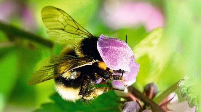 Wildbiene, oder was?