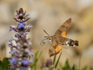 Supercomputer hilft beim Bestimmen von Schmetterlingen