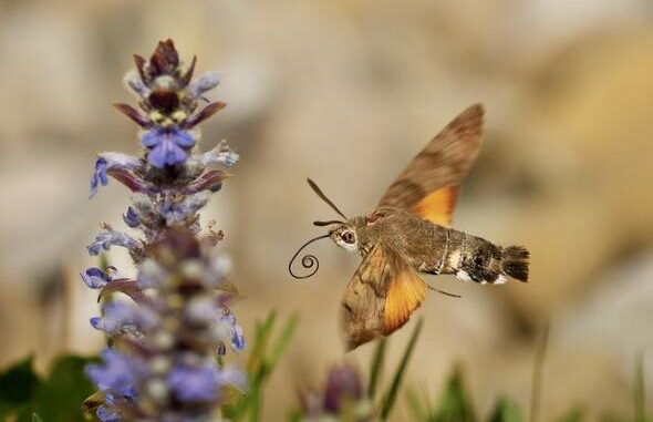 Supercomputer hilft beim Bestimmen von Schmetterlingen