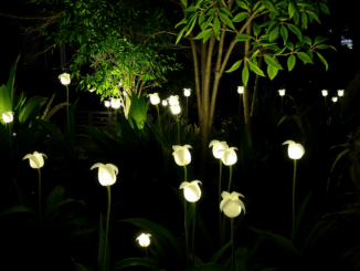 Magisches Leuchten: Glühwürmchen im eigenen Garten erleben