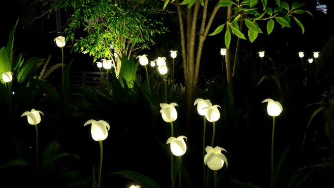 Magisches Leuchten: Glühwürmchen im eigenen Garten erleben