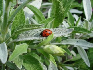 Die Heilkraft der Pflanzen: Salbei, Kren & Co