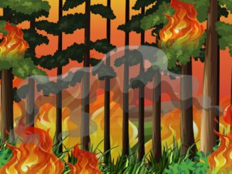 Richtiges Verhalten im Wald bei Hitze: Sicherheit und Prävention gegen Waldbrände