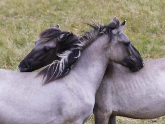 Vielfalt braucht Weide: “Arten-Boom” im WWF-Auenreservat Marchegg
