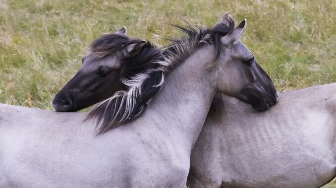 Vielfalt braucht Weide: “Arten-Boom” im WWF-Auenreservat Marchegg