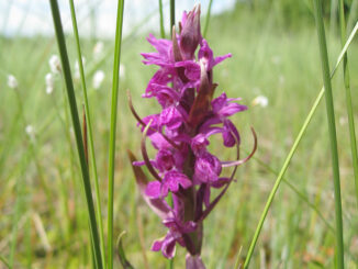 Naturschutz ist keine Kür, sondern Pflicht