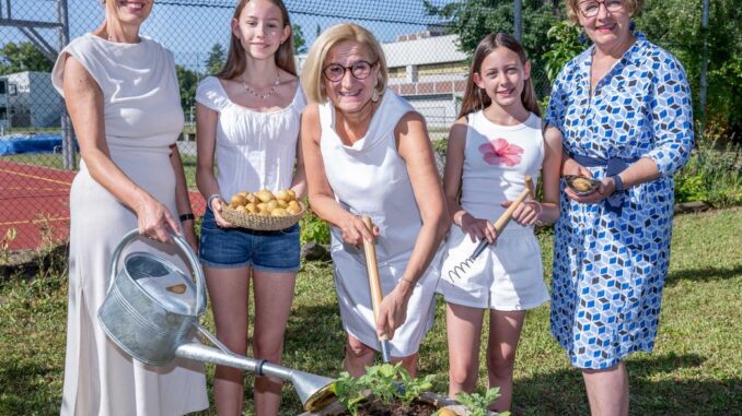 „So schmeckt Niederösterreich“-Erdäpfelpyramide: Seit zehn Jahren große Ernte auf kleiner Fläche