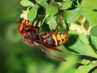 Hornissen: weit besser als ihr Ruf