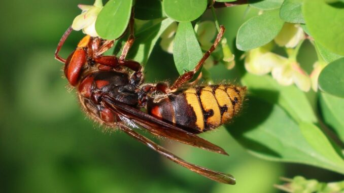 Hornissen: weit besser als ihr Ruf