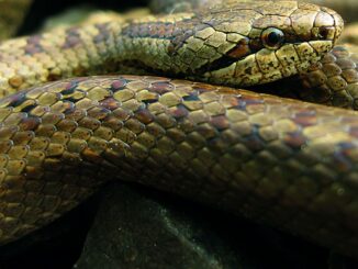 Wieso man sich über Schlangen im Garten freuen sollte